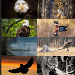 Finalists – February 19th, 2015 – Wildlife