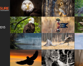 Wildlife_Finalists