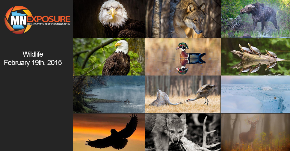 Wildlife_Finalists