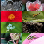 Finalists – April 6, 2015 – Macro