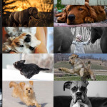 Finalists – May 21, 2015 – Pets