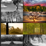 Finalists – May 11, 2015 – Trees