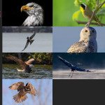 Finalists – June 4, 2015 – Birds