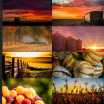 Finalists – October 19, 2015 – Harvest