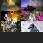 Finalists – June 6, 2016 – Nature